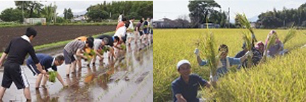 在合作田中种地、割稻