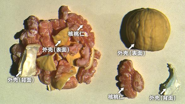 SWIR拍摄 (1050/1200/1450nm) 并进行图像处理